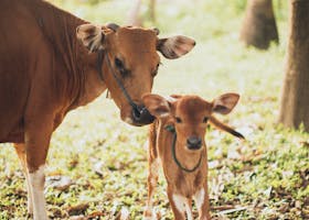 A cow with her calf standing in a bright, sunlit field surrounded by trees.