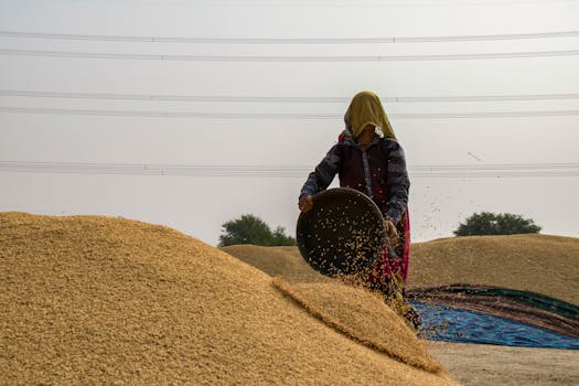 A woman harvests grains in a rural setting, symbolizing traditional agricultural practices under a bright sky.