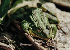 Detailed view of a green frog resting on a rock in its natural habitat.